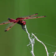 Red Saddlebag Dragonfly #6 Art Print