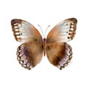 79 Jungle Queen Butterfly Art Print