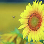 A Bee Flying Toward A Sunflower Art Print