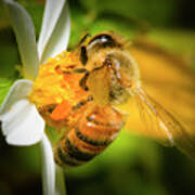 A Bee In The Garden Art Print