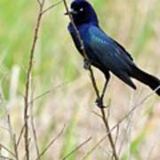 A Boat Tailed Grackle Holding On Art Print