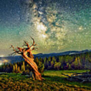 A Bristlecone Tree Against A Starry Sky. Art Print