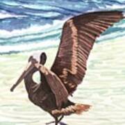 A Brown Pelican On Fl Gulf Coast Art Print