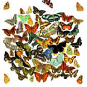 A Bunch Of Butterflies Art Print