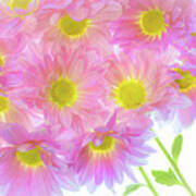 A Bundle Of Pink Mums Art Print