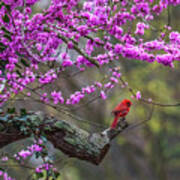 A Cardinal And A Redbud Tree Art Print