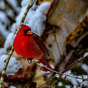 A Cardinal In Winter Art Print