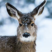 A Doe In Snow Art Print