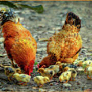 A Family Of Chickens Art Print