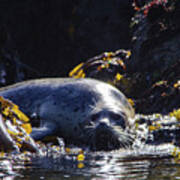 A Fat Harbor Seal Art Print