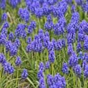 A Field Of Grape Hyacinths, Muscari Art Print