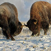 A Fight Between Two Male Bison, American Buffalo In A Snow Field Art Print