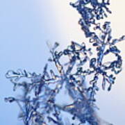 A Fragile Tangle Of Snowflakes Art Print