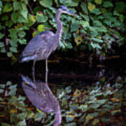 A Great Blue Heron And Its Reflection In The Bronx River Art Print
