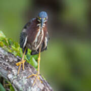 A Green Heron At Eagle Lake Park In Florida Art Print