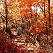 A Hike In The Fall Woods Art Print