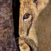 A Lion Cub Plays Hide And Seek Wildlife Rescue Art Print