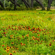 A Meadow Of Blanket Flowers, Merritt Island Wildlife Refuge Art Print