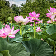 A Pond With Lotus Flowers Art Print