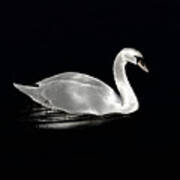 A Swan At Night On The Lake Art Print