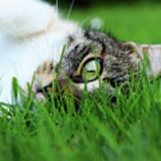 Tabby Kitten Lying In Grass Art Print