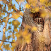 A Tawny Owl Sleeping In A Tree. Art Print