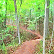 A Trail Through The Woods Art Print