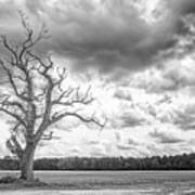 A Tree With Great Character - Eastern North Carolina Art Print