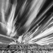 A Very Cirrus Ocotillo B And W Art Print