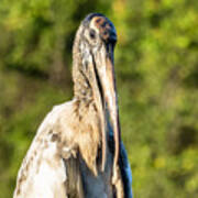 A Young Wood Stork At Eagle Lake Park Florida Art Print