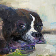 Adorable Boston Bulldog Ii Art Print