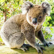 Adorable Koala- Albany, Australia Art Print