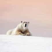 Adult Male Polar Bear Resting On The Snow Of Svalbard At Dusk Art Print