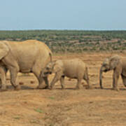 African Elephant Family In A Row In South Africa Art Print