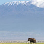 African Elephant Walks Across The Grassland Of Amboseli National Park, Kenya. A Snow Covered Mount Kilimajaro Can Be Seen In The Background. Art Print