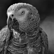 African Grey Parrot In Black And White Art Print