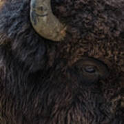 Ageless Bison Of Yellowstone Art Print