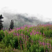 Alaska Mountain Wildflowers Art Print