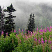 Alaska Pines And Wildflowers Art Print