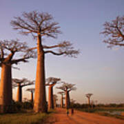 Alley Of The Baobabs, Madagascar Art Print