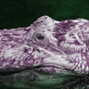 Alligator In Infrared Art Print