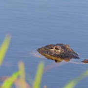 Alligator Peeking Out Of The Water Art Print