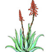 Aloe Vera Plant With Flowers Watercolor Botanical Asphodelaceae Art Print