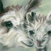 Alpaca Youngster And Mother Art Print