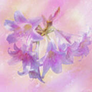 Amaryllis Belladonna Lilies Art Print