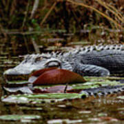 American Alligator Art Print