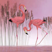 American Flamingos Art Print