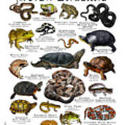 Amphibians And Reptiles Of New England Art Print