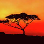 An Acacia Tree In The Sunset Art Print