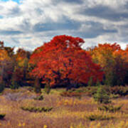 An Autumn Standout Art Print